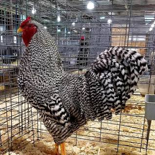 Emotional Support Chicken Kits
